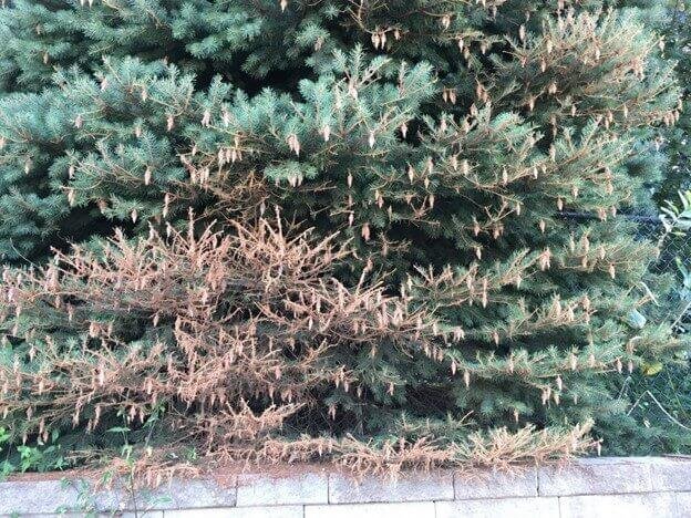 Bagworm Nests