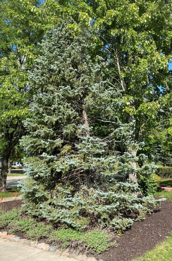 Blue Spruce