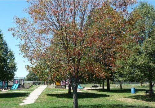 Drought Stricken Tree