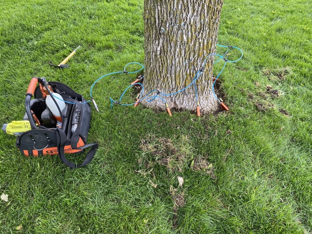 Emerald Ash Borer injection treatment on tree trunk. Tree care with insecticide injection for pest control, with equipment.