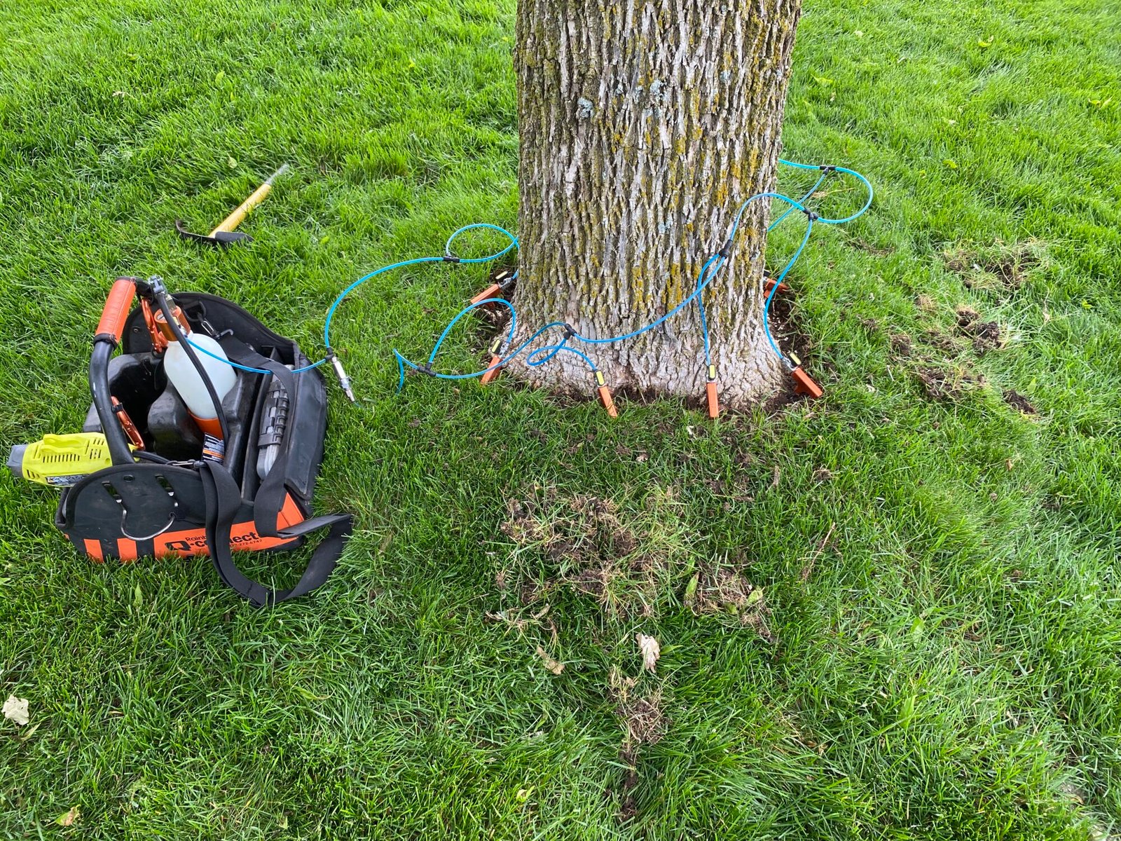 Emerald Ash Borer injection treatment on tree trunk. Tree care with insecticide injection for pest control, with equipment.