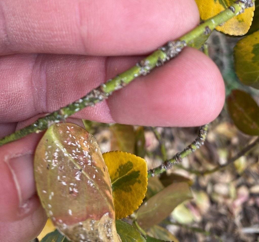 Euonymus Scale on Evergreen Wintercreeper