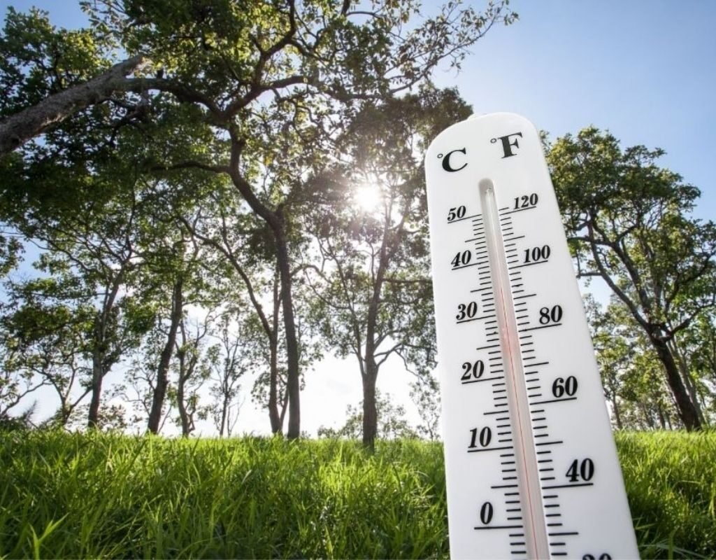 Heat Wave Trees