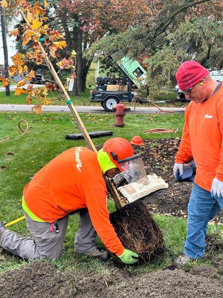 Traditional ball and burlap tree planting in progress outdoors. Workers planting a tree.