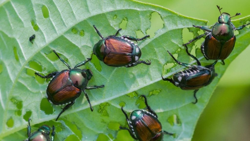 Japanese Beetle on Leaf