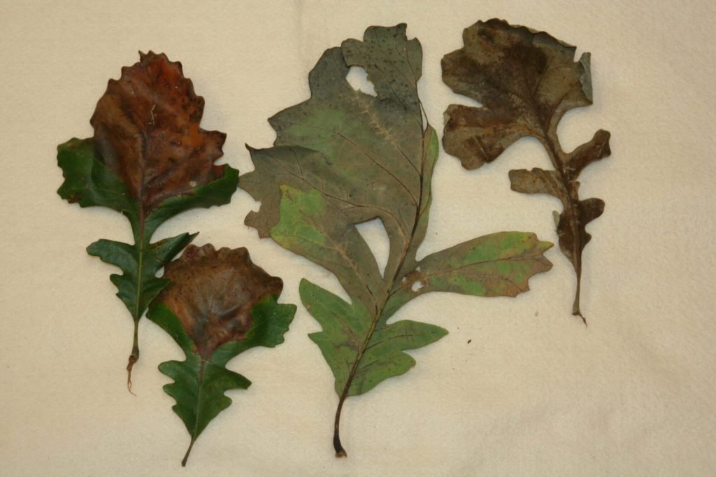 OakBlight