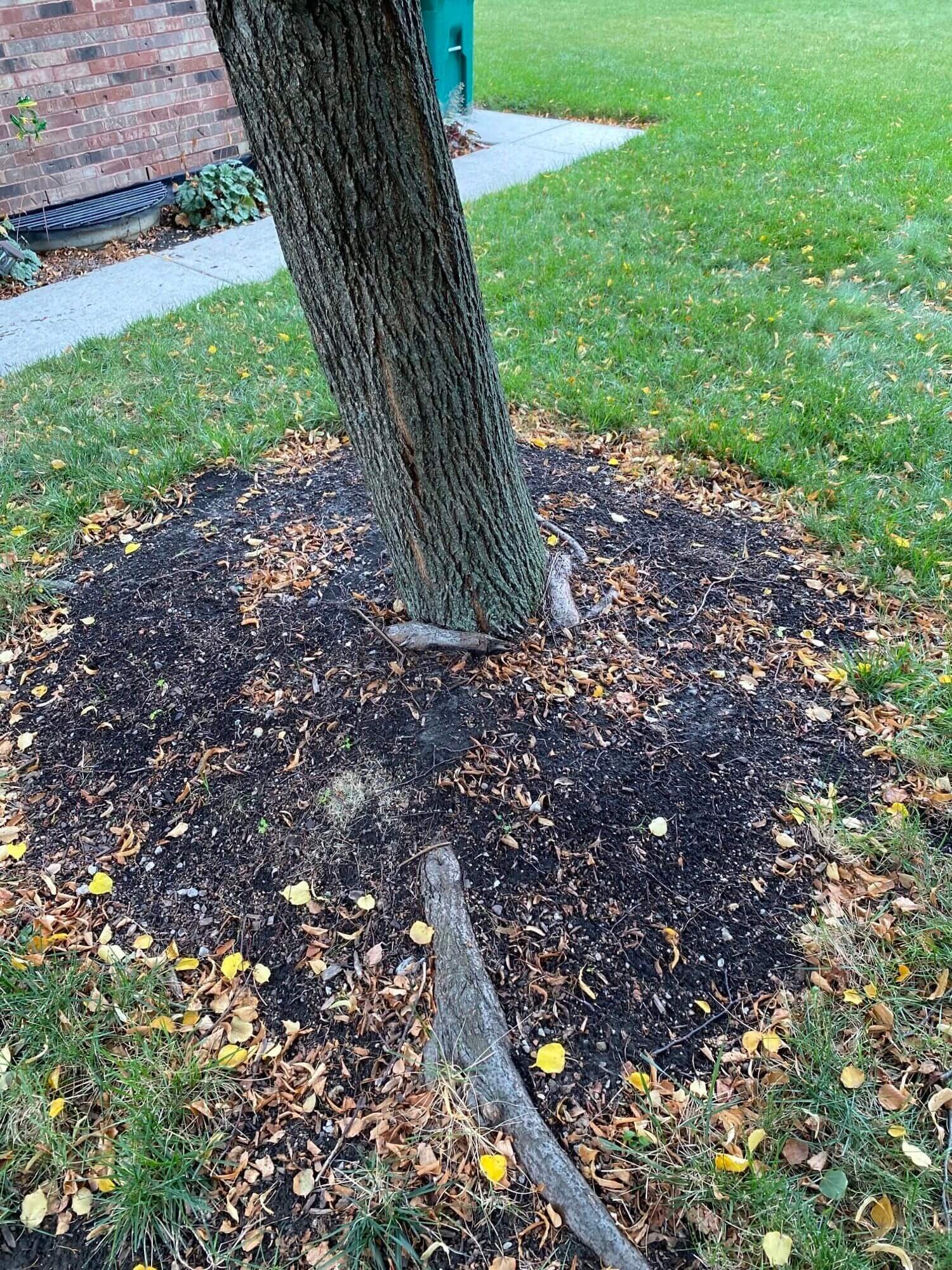 Tree with root collar disorder signs, showing exposed roots. Addressing hidden root threats.