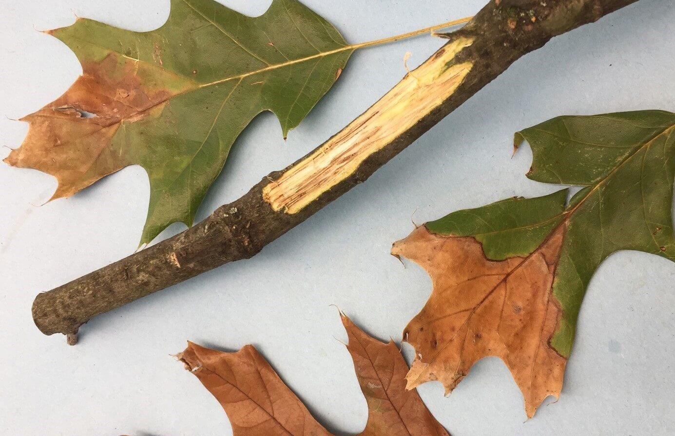 Picture3