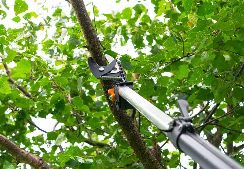 Tree Pruning Service