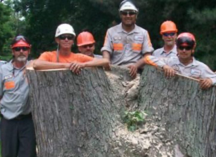 Tree and Stump Removal team