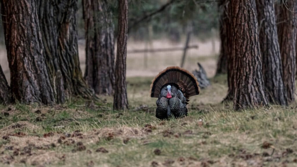 Turkey Header