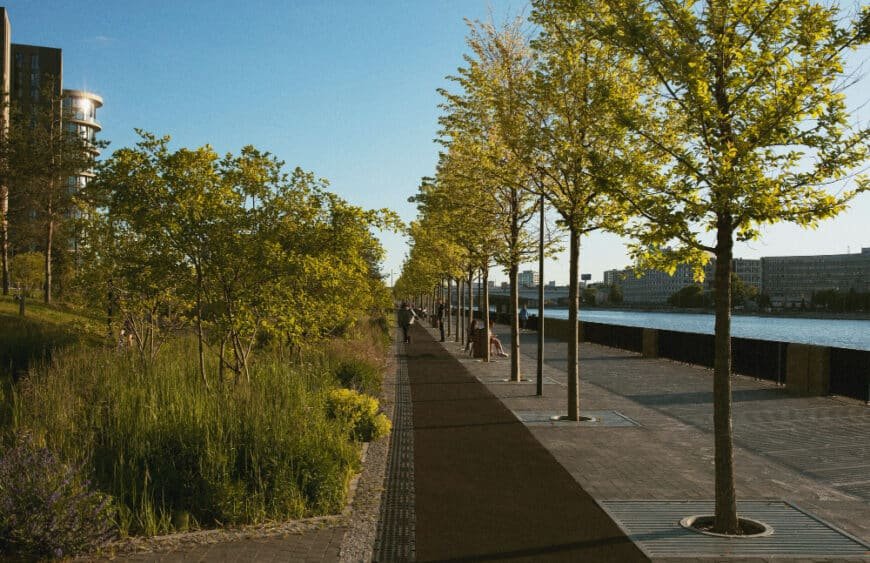 Urban Trees