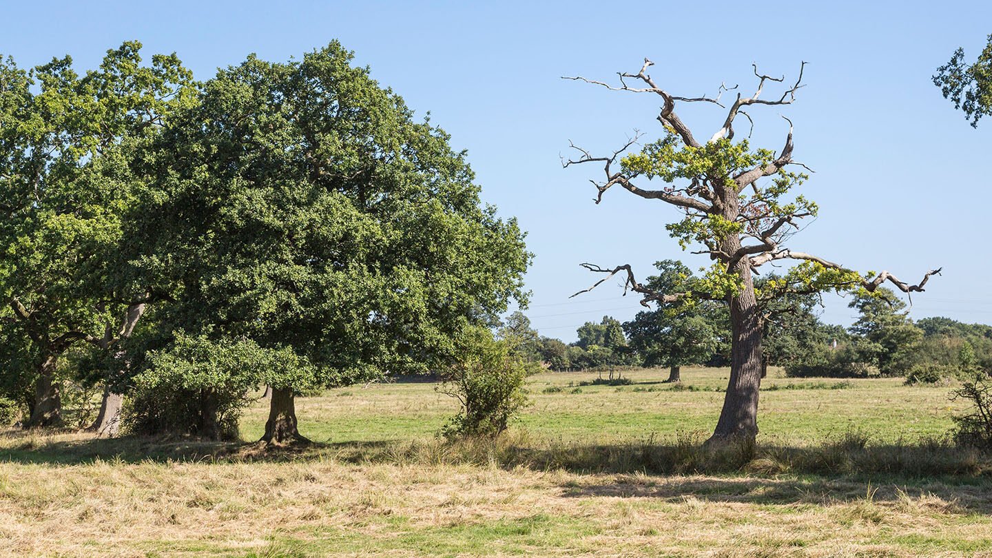 acute oak decline dieback of crown alamy ddem4d graham prentice