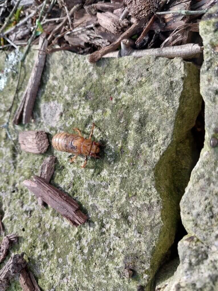 cicada emergence