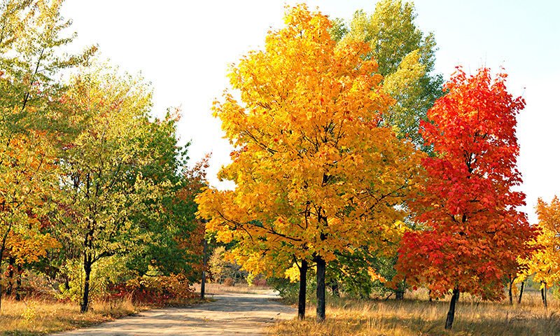 fall tree landscape