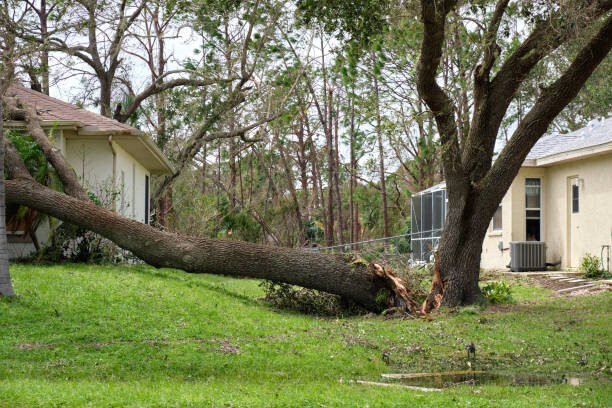 hazardous tree