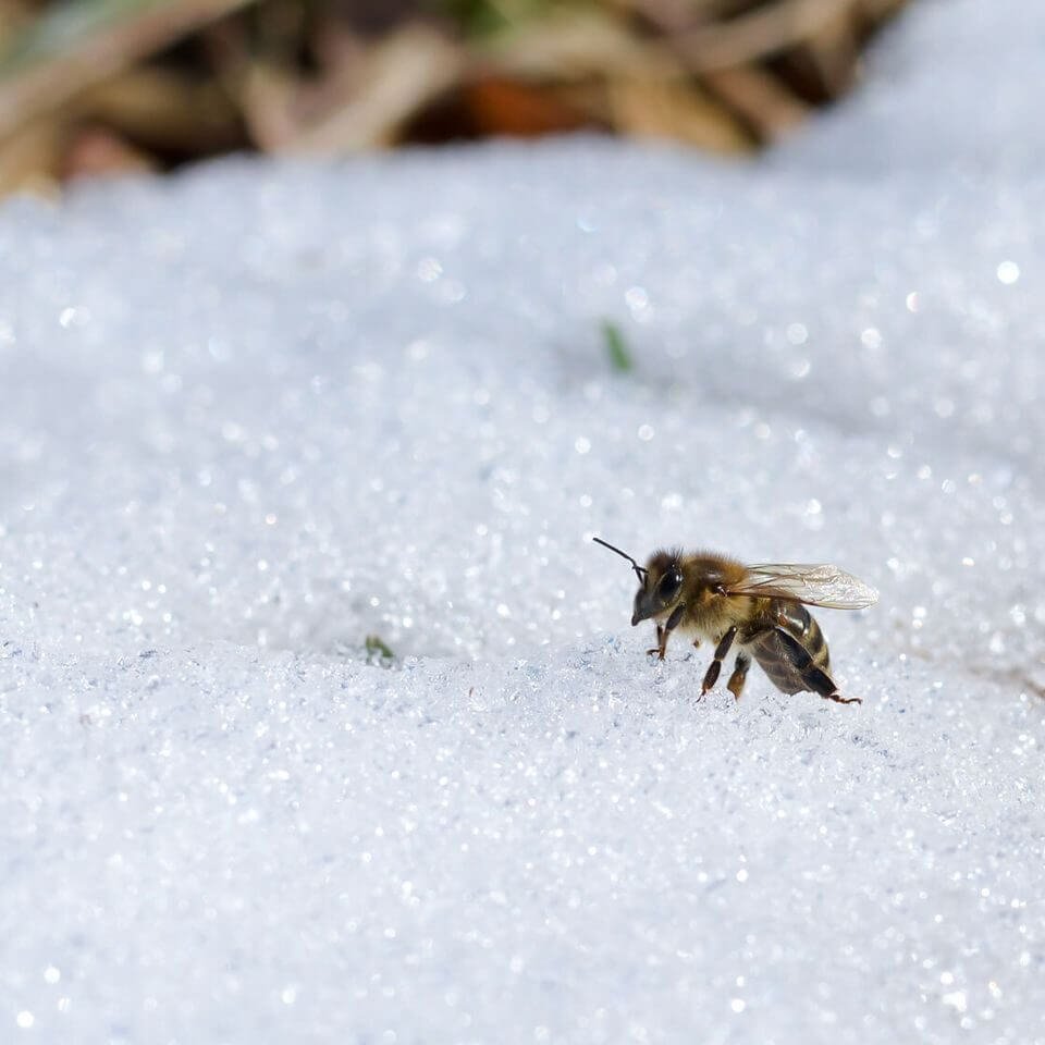 honeybee winter