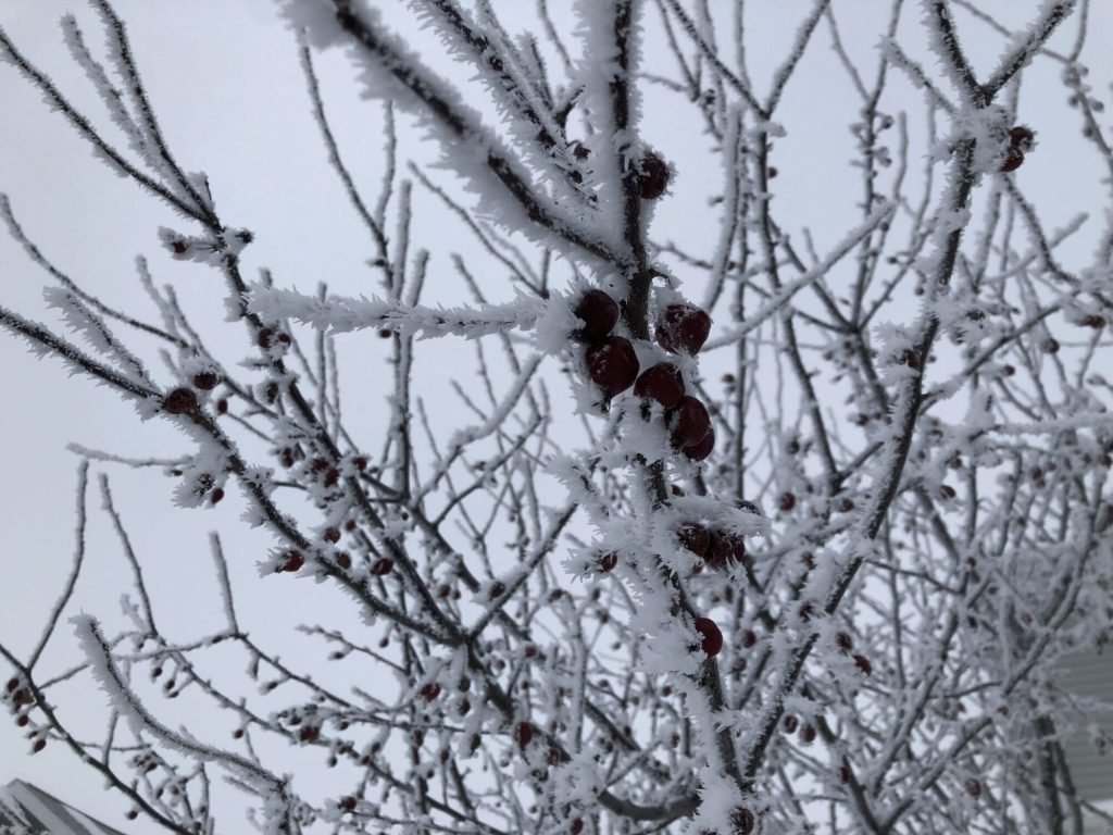 ice storm