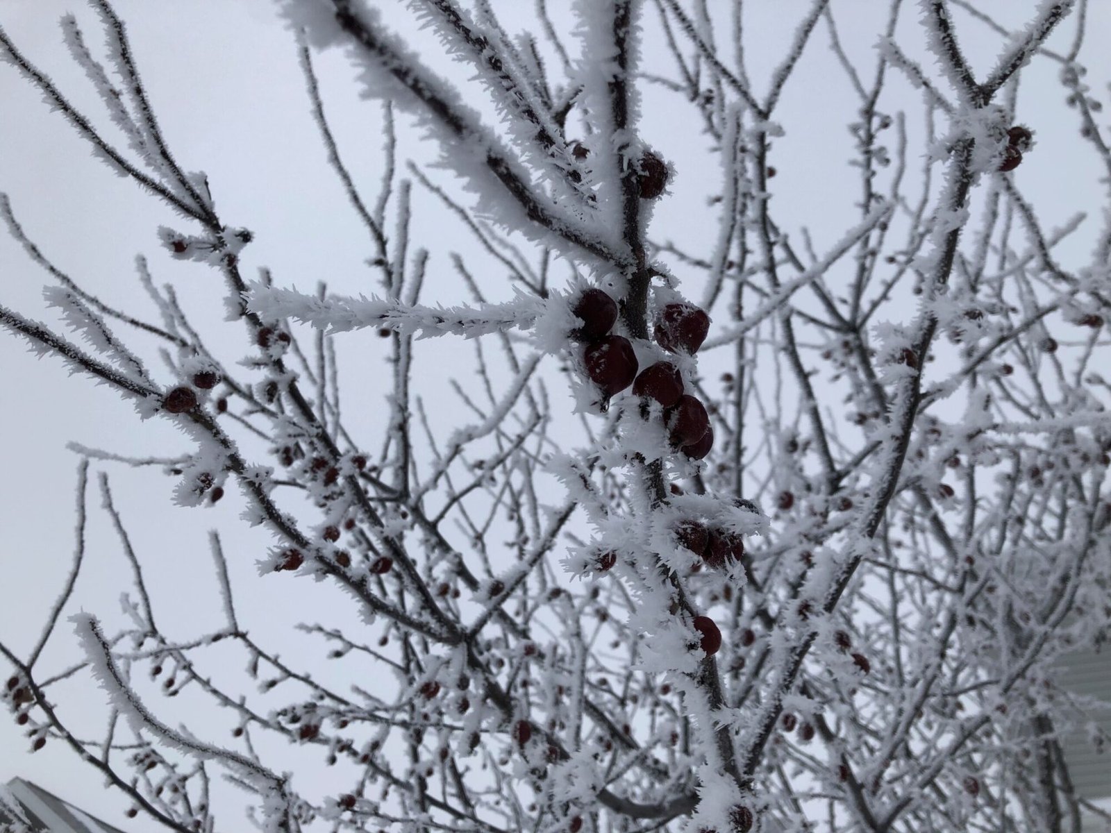 ice storm