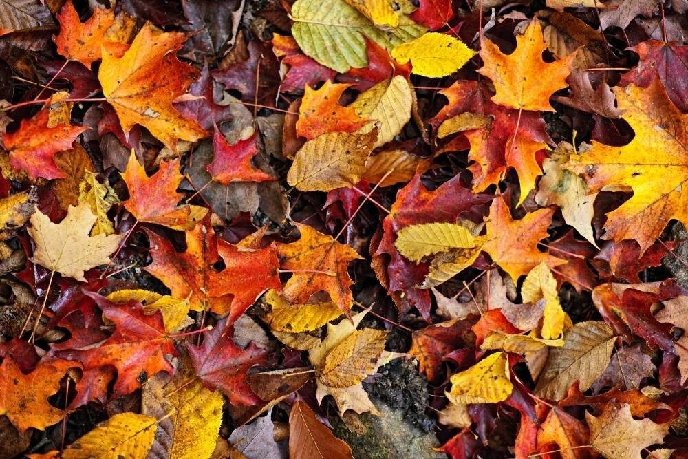 leaf litter