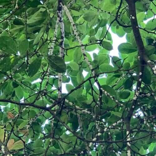 magnolia scale on branches