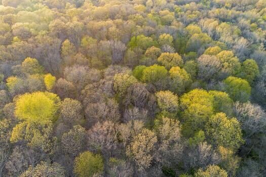 Tree trimming: Aerial view of newly emerging spring leaves on trees in Marion County, Illinois. Pruning for healthy growth.