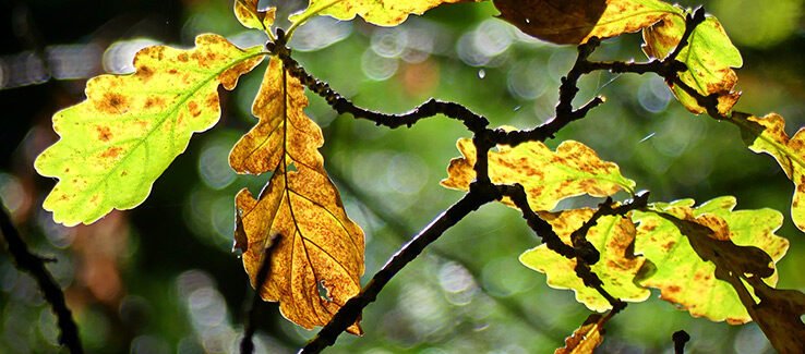 Oak leaves with leaf spot disease, showing brown spots on green and yellow foliage, indicating potential plant pathology.