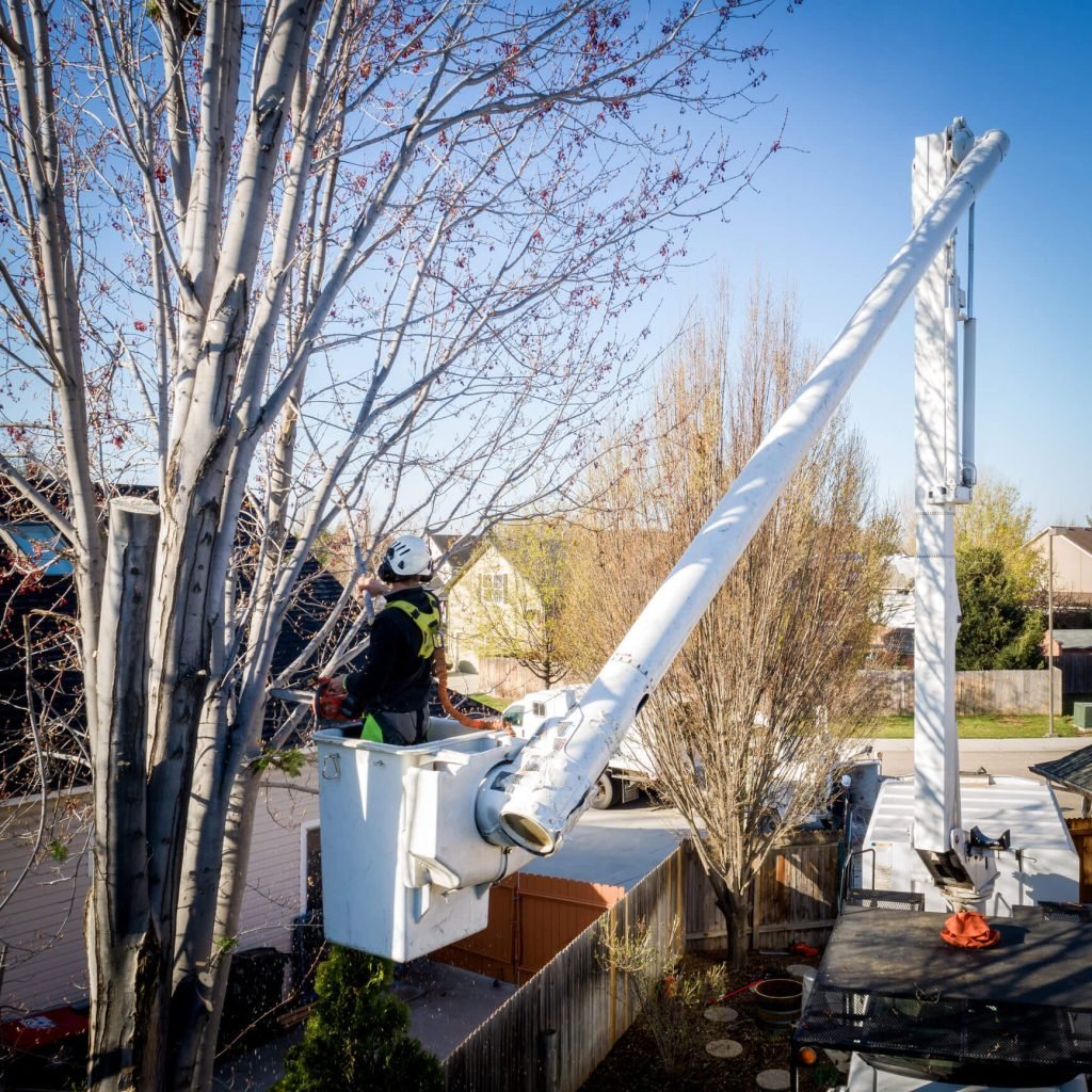 Tree Trimming Service: Arborist in bucket truck pruning tree branches for safety and health. Professional tree pruning.