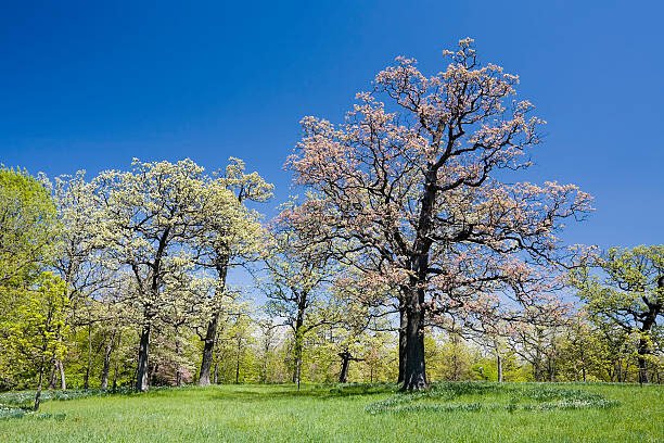 spring tree