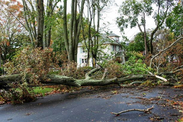 storm damage cover