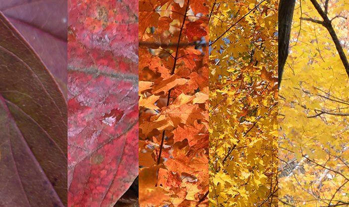 the science behind fall colors pic