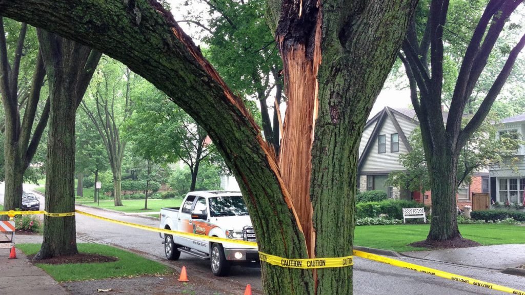 Damaged tree surrounded by yellow tape in preparation for a emergency tree removal service